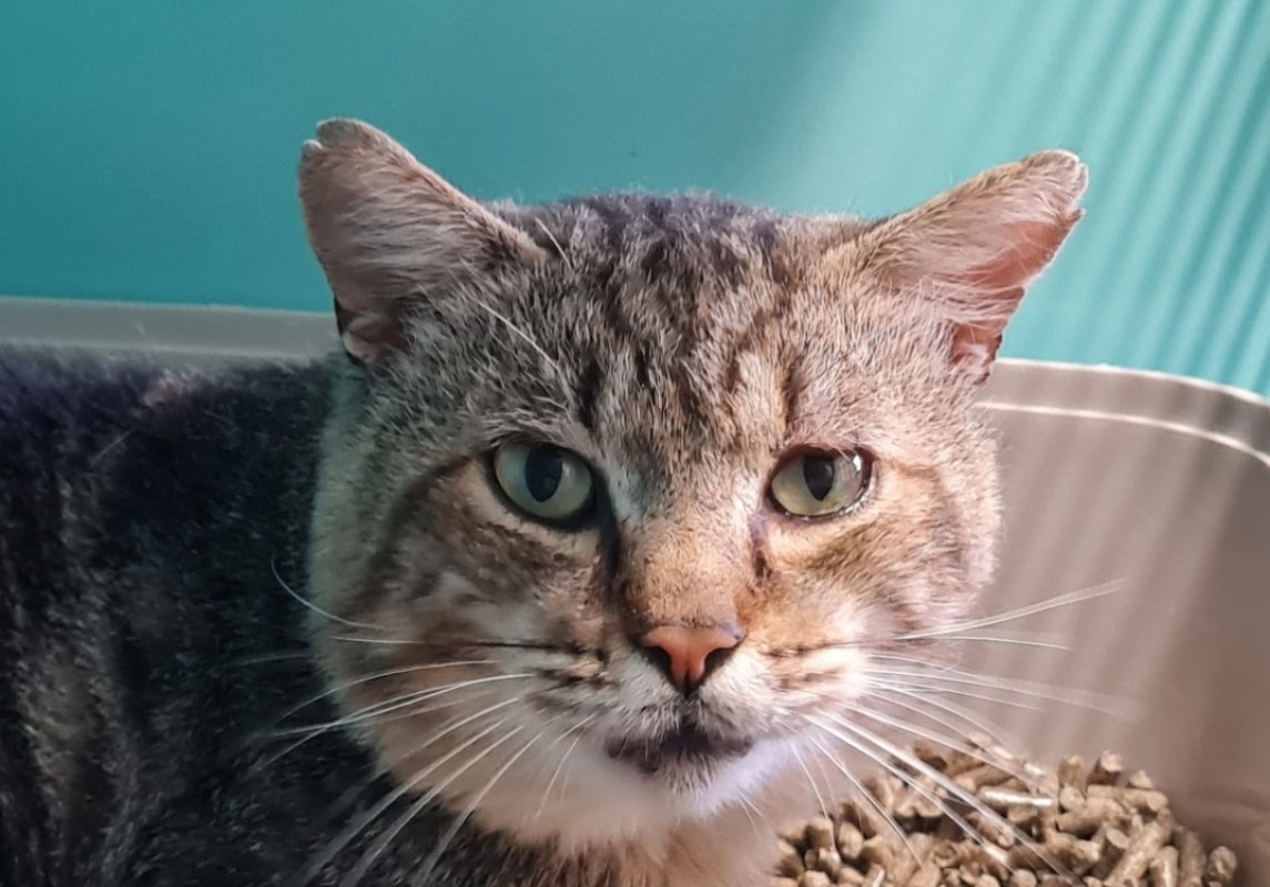 Tigrou - Chat Européen à adopter