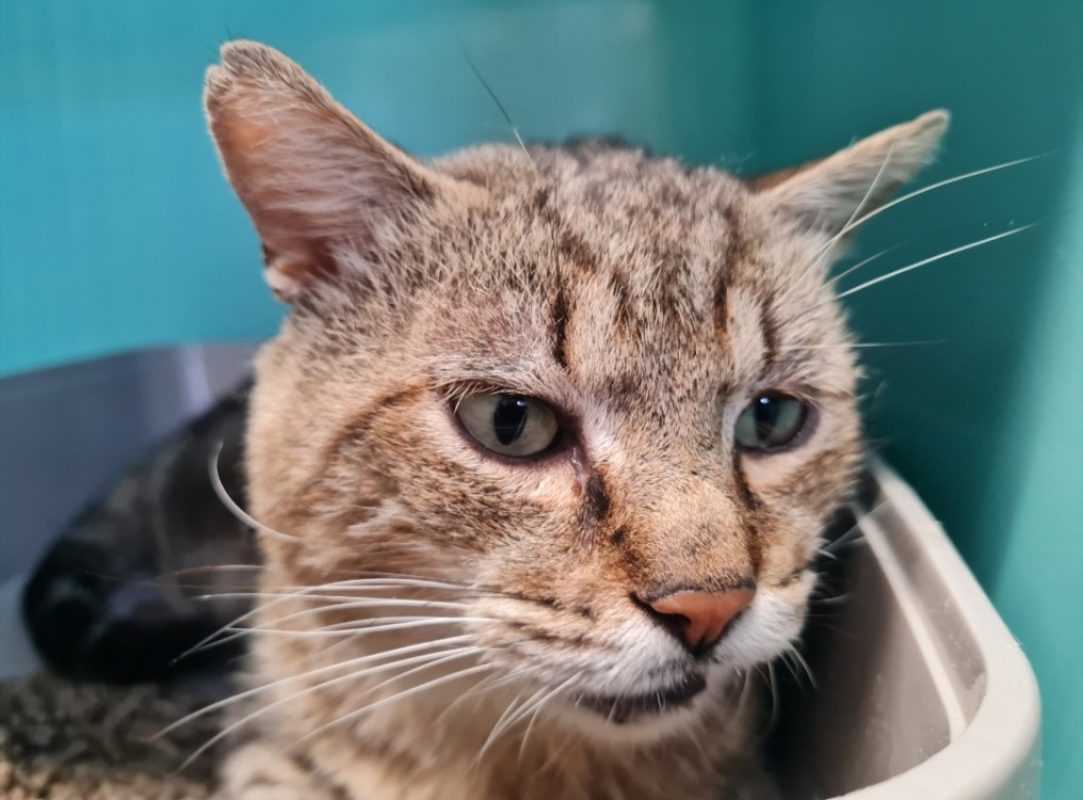 Tigrou - Chat Européen à adopter - photo 2