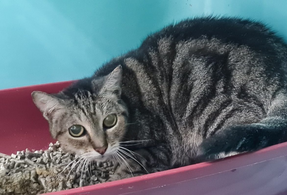 Pepette - Chat Européen à adopter