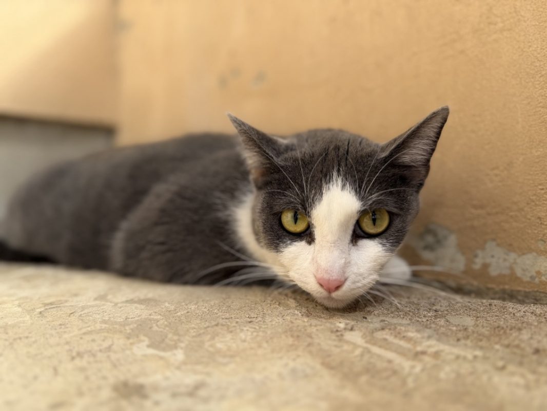Katmandou - Chat Européen à adopter