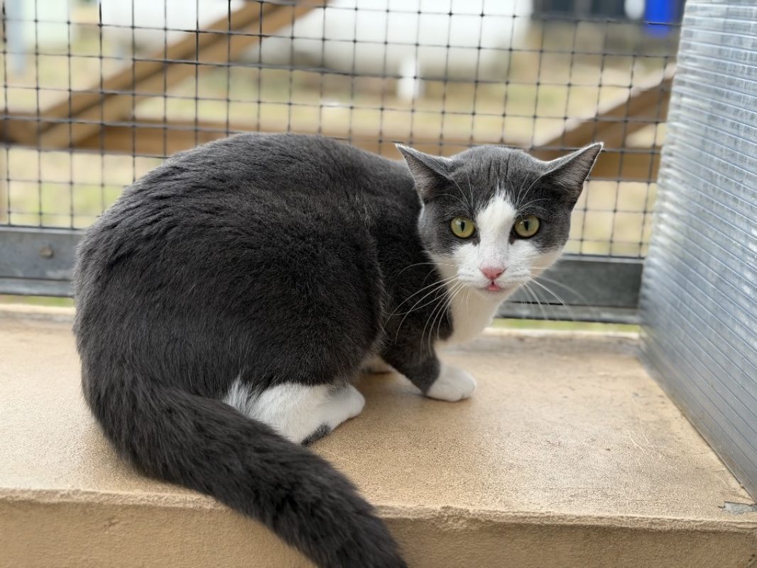 Katmandou - Chat Européen à adopter