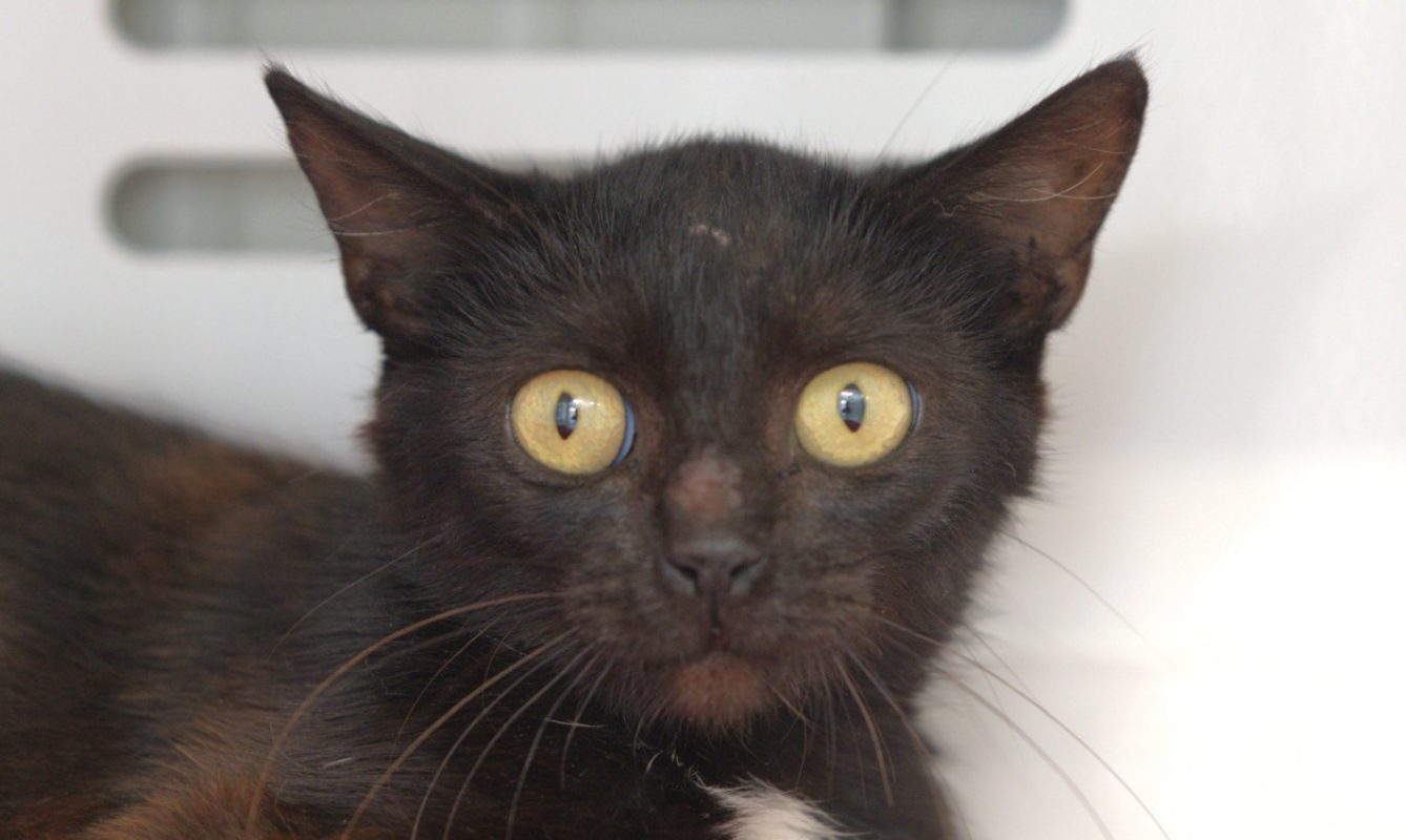 Pristina - Chat Européen à adopter