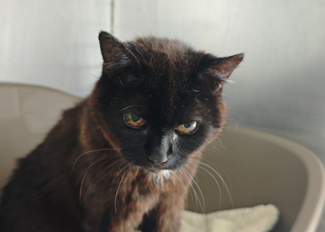 Palma - Chat Européen à adopter