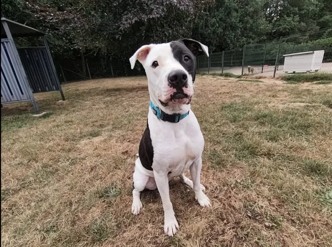 Biggy - Chien Bouledogue Américain à adopter