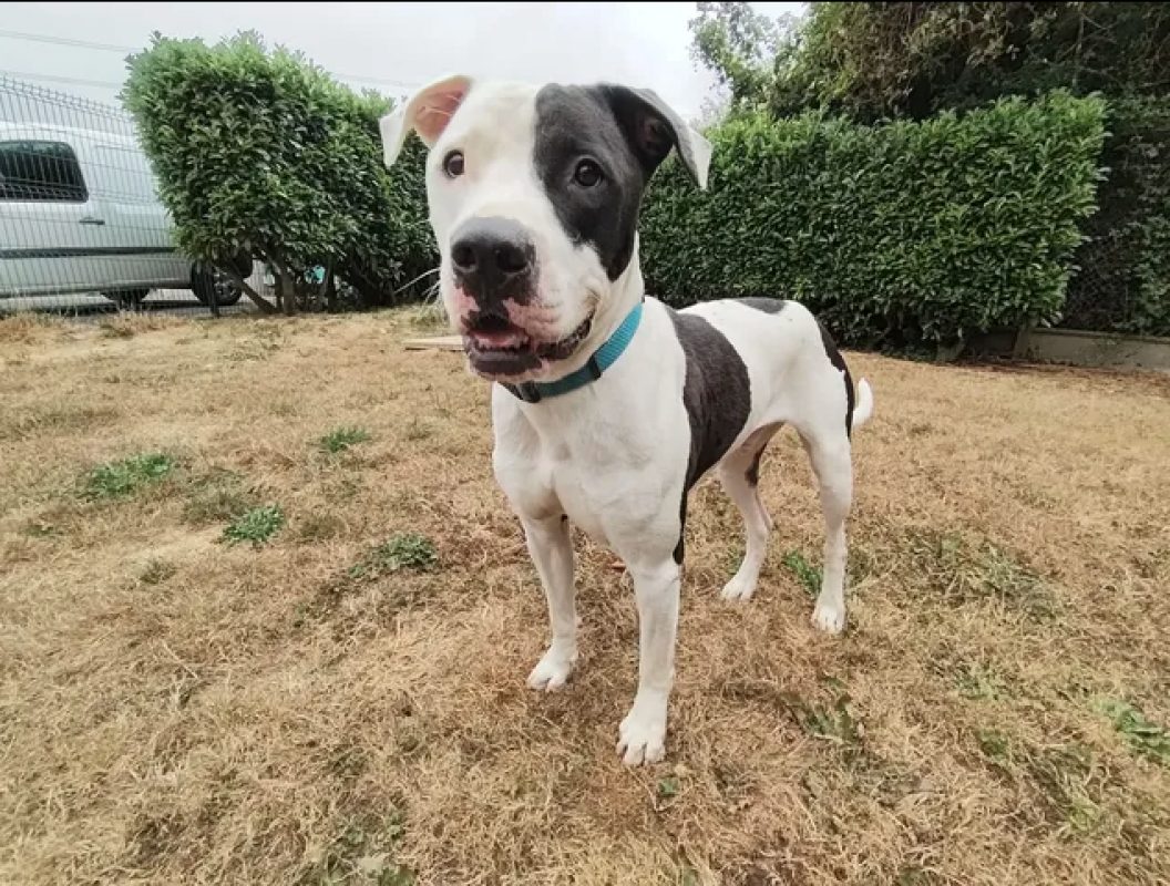 Biggy - Chien Bouledogue Américain à adopter - photo 3