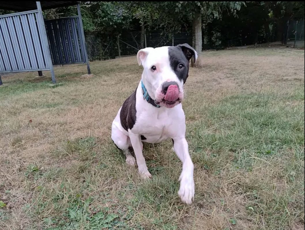 Biggy - Chien Bouledogue Américain à adopter - photo 5