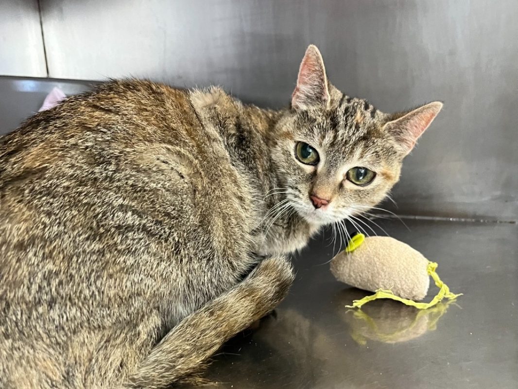 Lilitte - Chat Européen à adopter