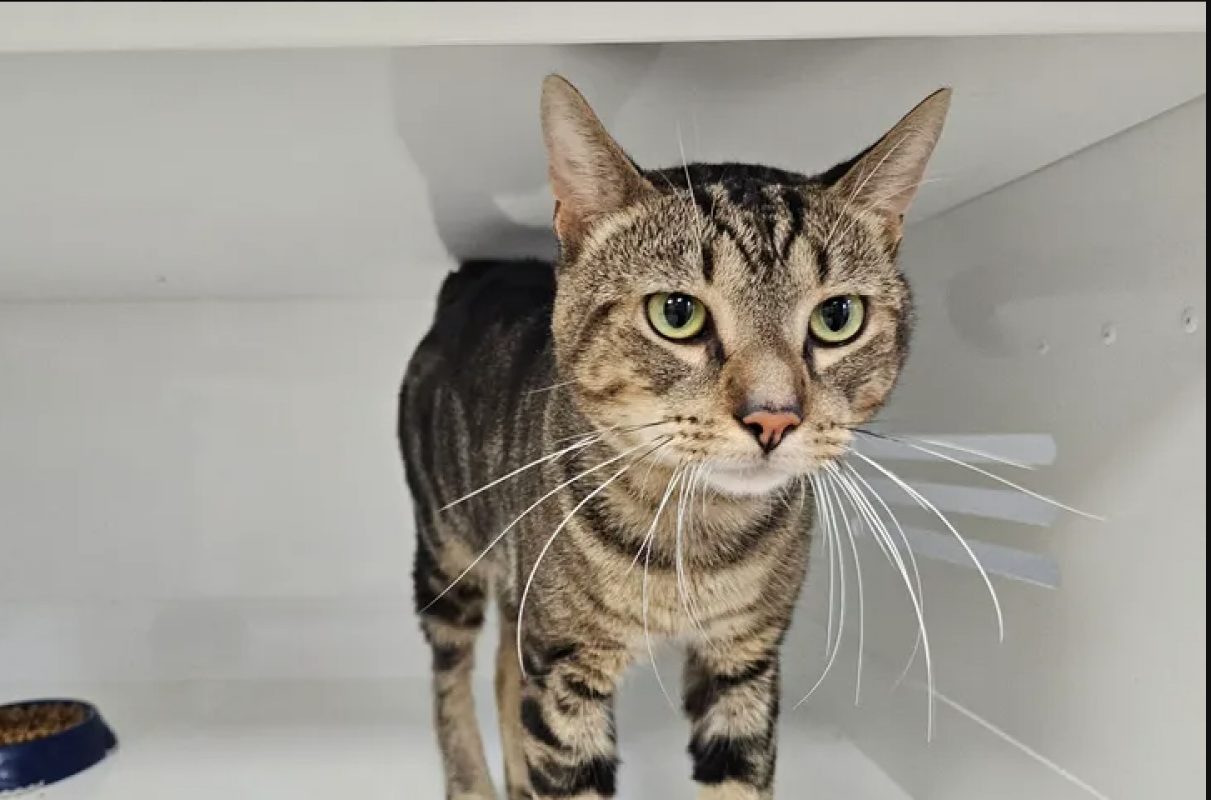 Virgo - Chat Européen à adopter