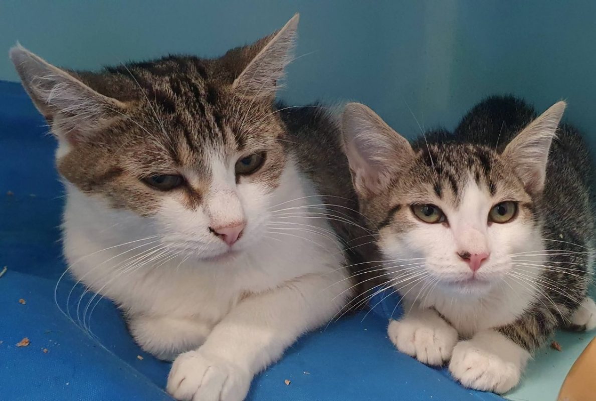 Ariel - Chat Européen à adopter