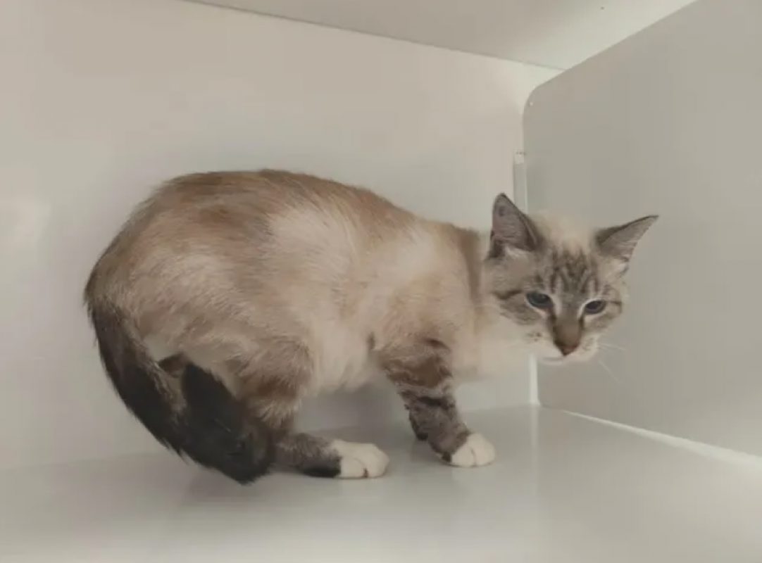 Pimprenelle - Chat Siamois à adopter