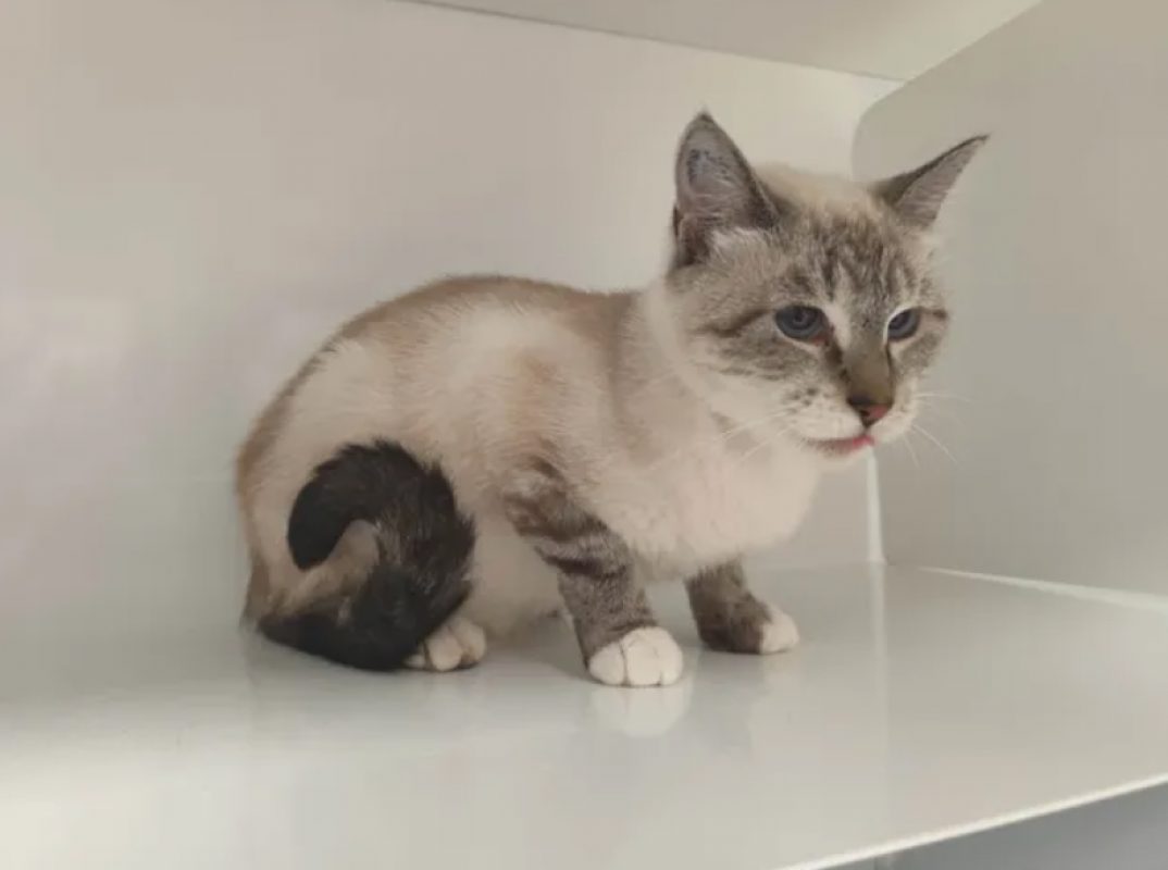 Pimprenelle - Chat Siamois à adopter - photo 2