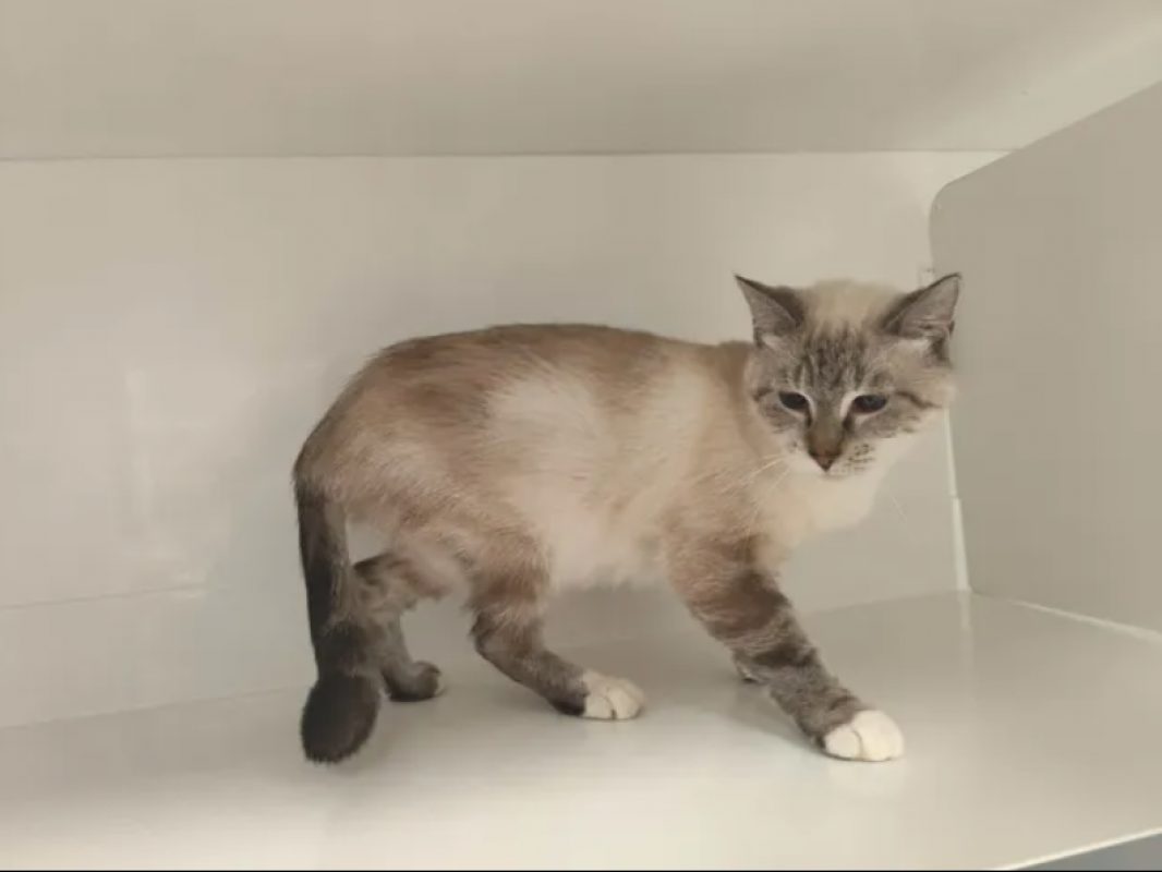 Pimprenelle - Chat Siamois à adopter - photo 3