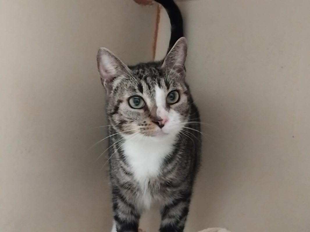 Dauphine - Chat Européen à adopter