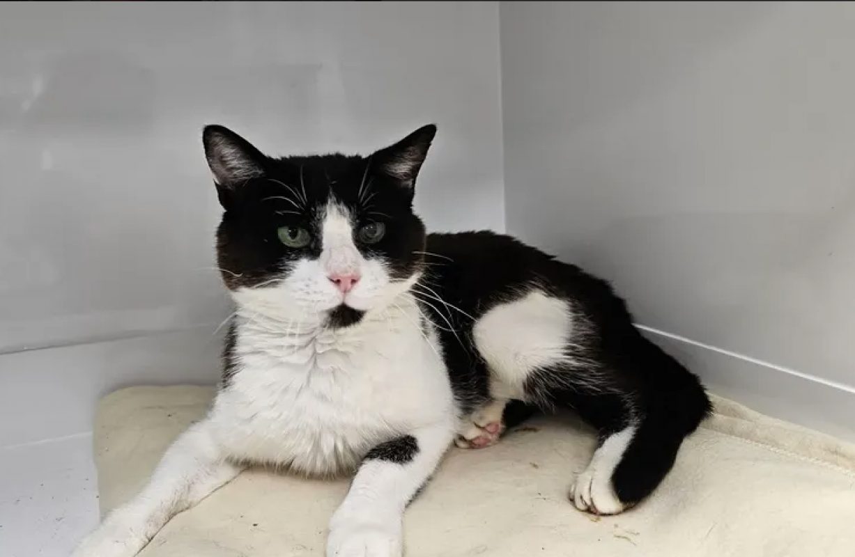 Georges - Chat Européen à adopter
