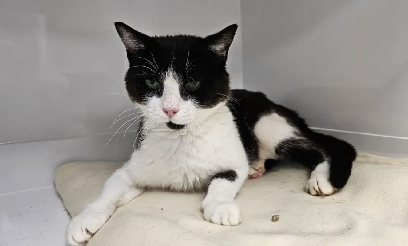 Georges - Chat Européen à adopter - photo 2
