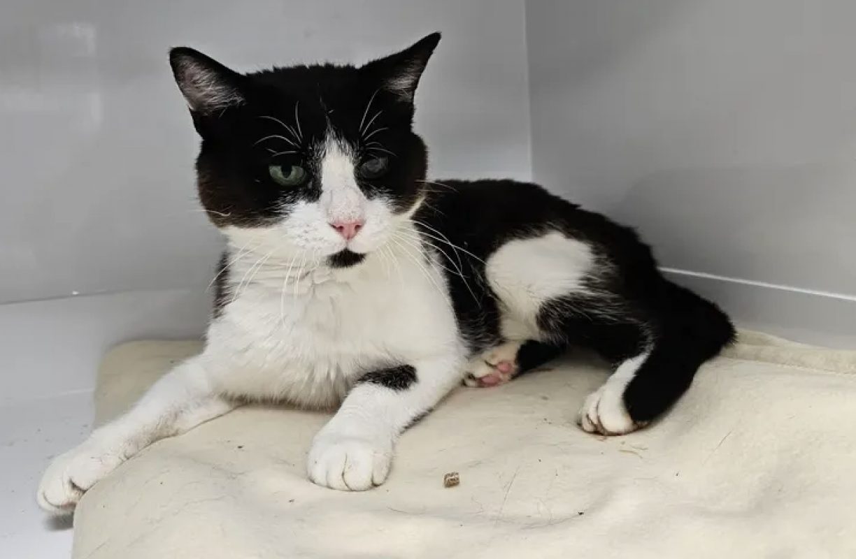 Georges - Chat Européen à adopter - photo 3