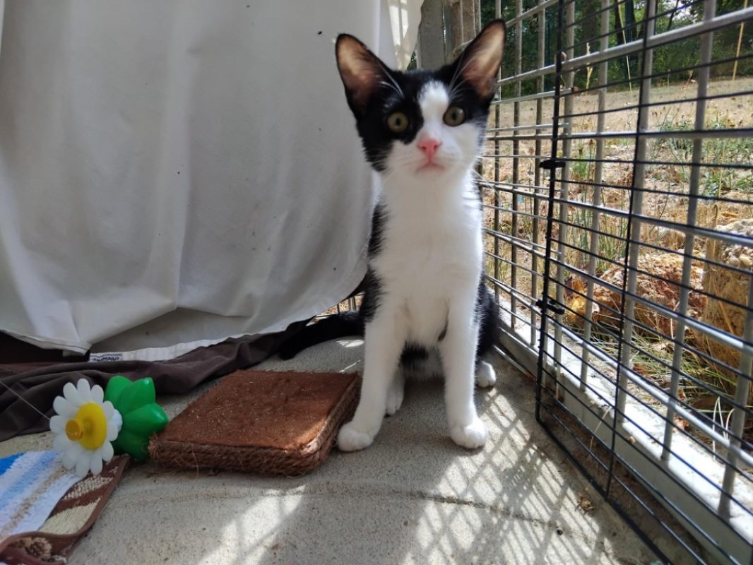 Nausicaa - Chat Européen à adopter