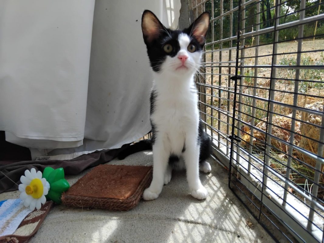 Nausicaa - Chat Européen à adopter - photo 2