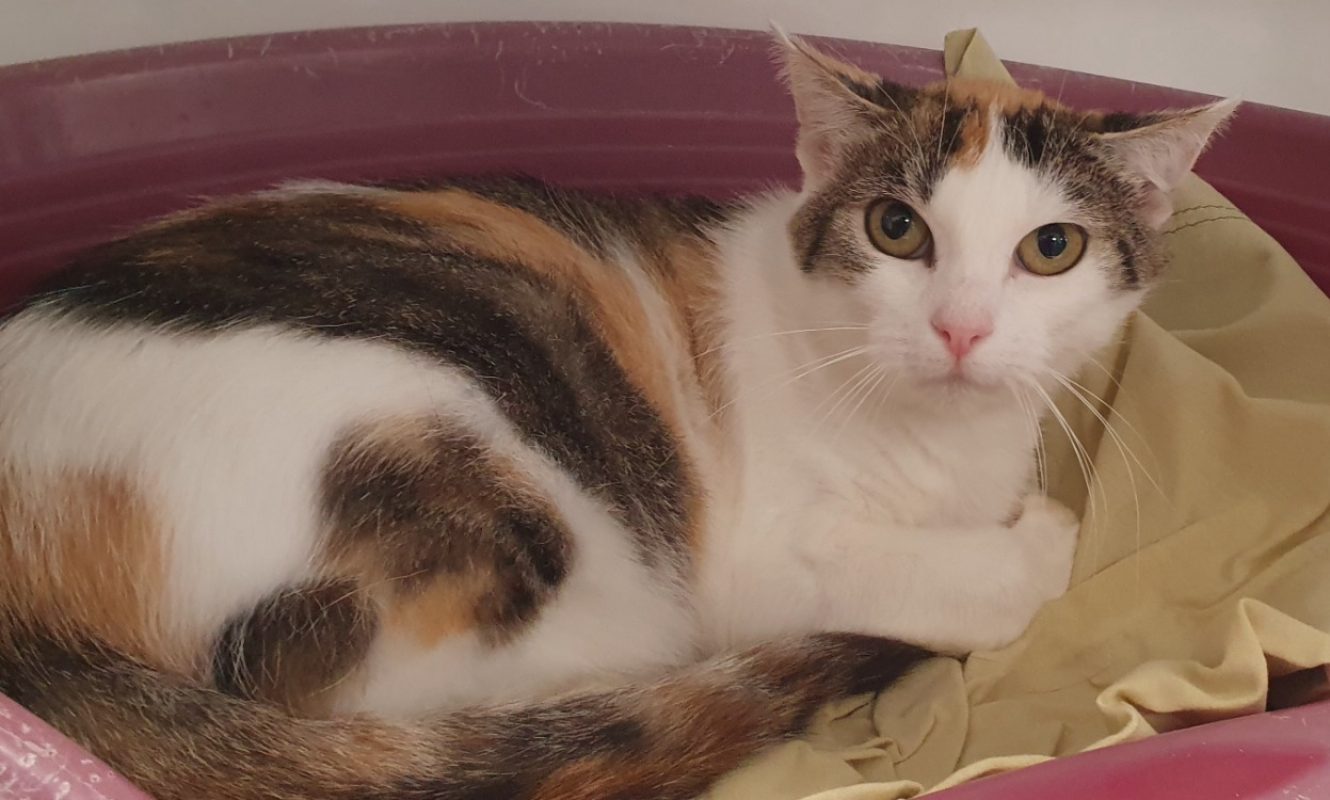 Lexa - Chat Européen à adopter