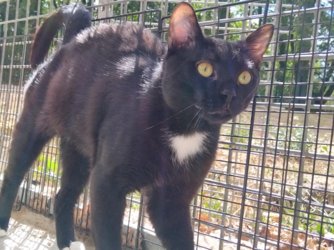 Stratios - Chat Européen à adopter