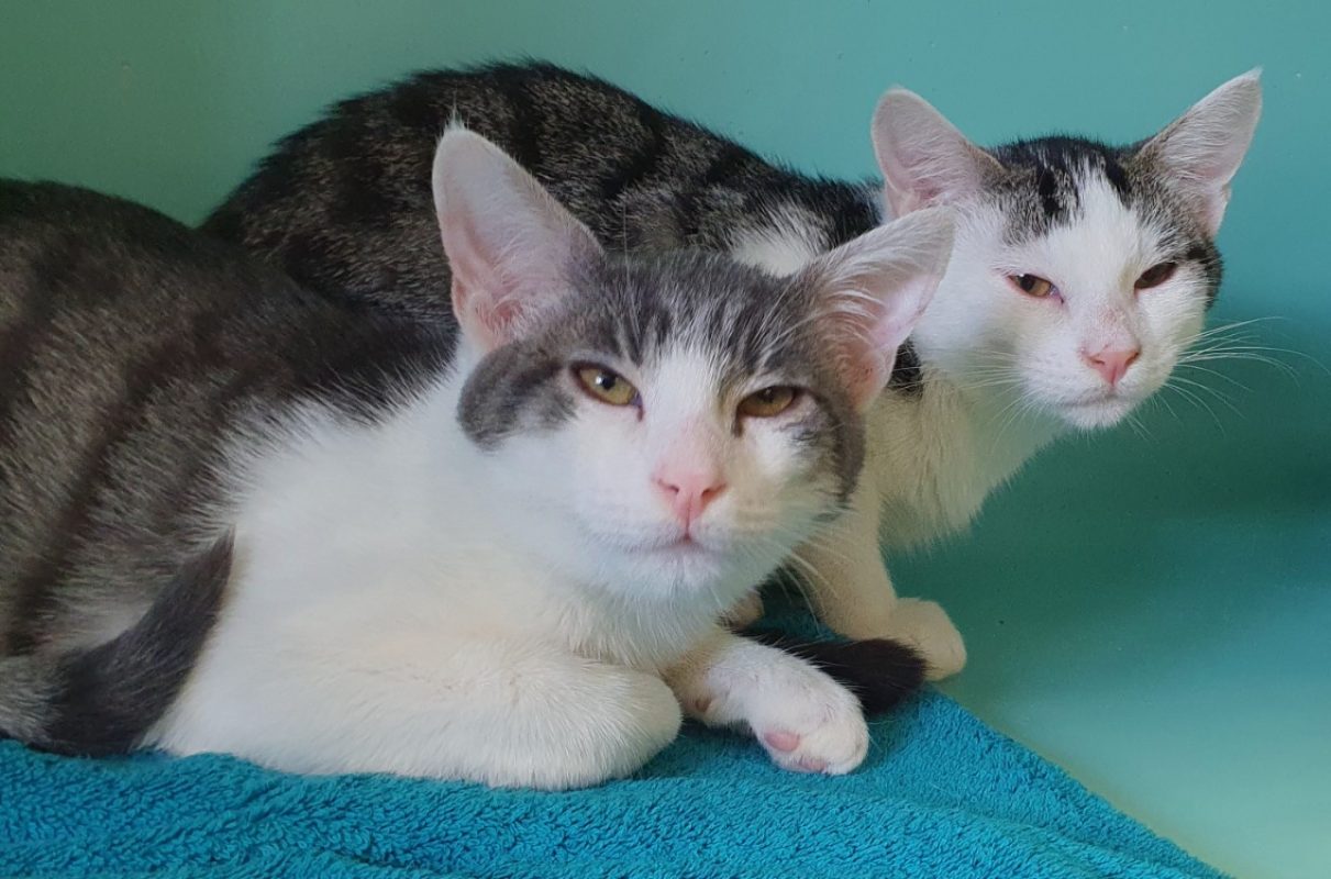 Nickel - Chat Européen à adopter