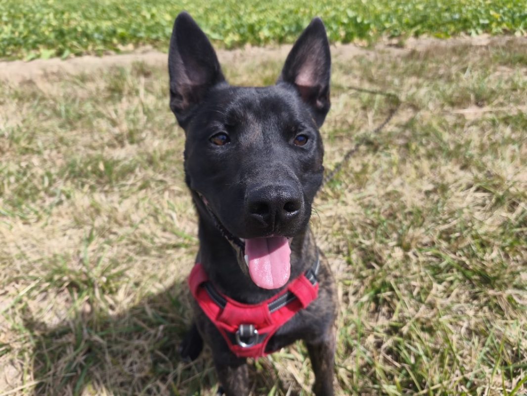 Rayki - Chien à adopter
