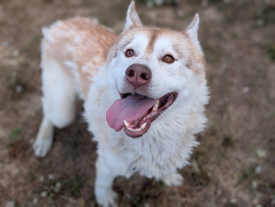 Mocci - Chien Husky Sibérien à adopter