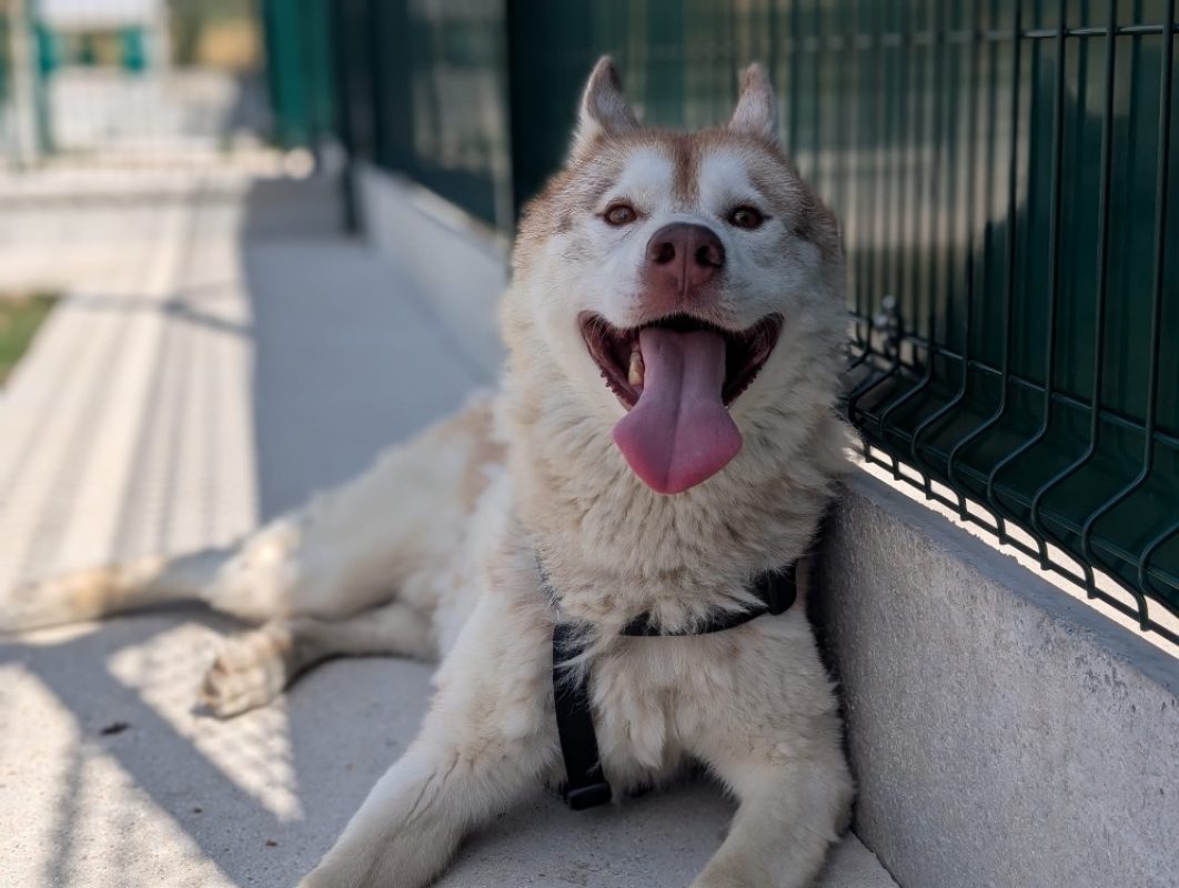 Mocci - Chien Husky Sibérien à adopter - photo 2