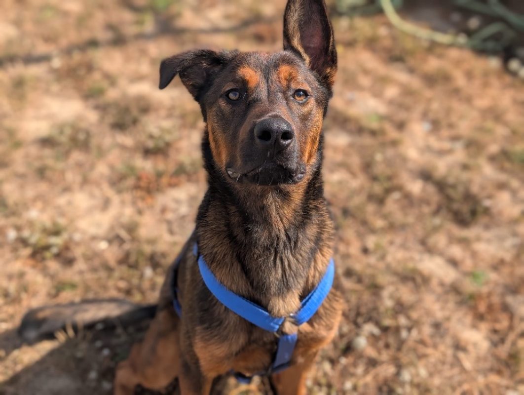 Hunk - Chien Berger à adopter