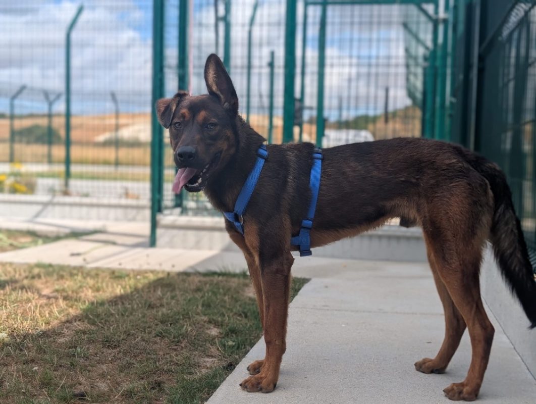 Hunk - Chien Berger à adopter - photo 2