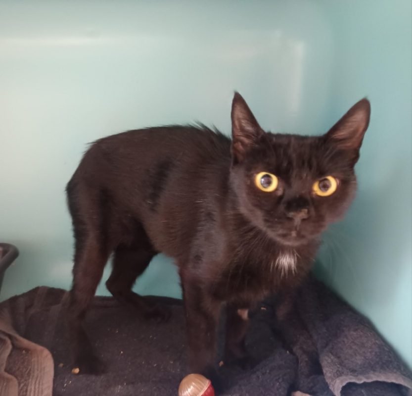April - Chat Européen à adopter