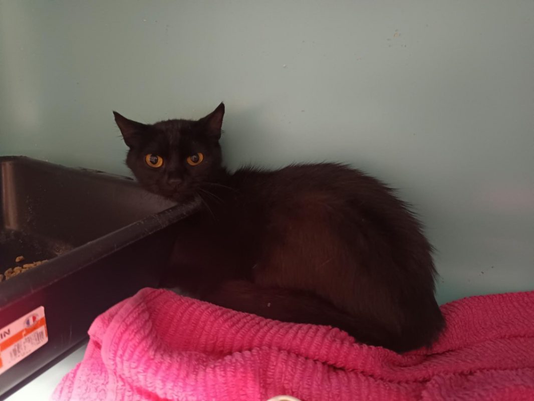 Ava - Chat Européen à adopter
