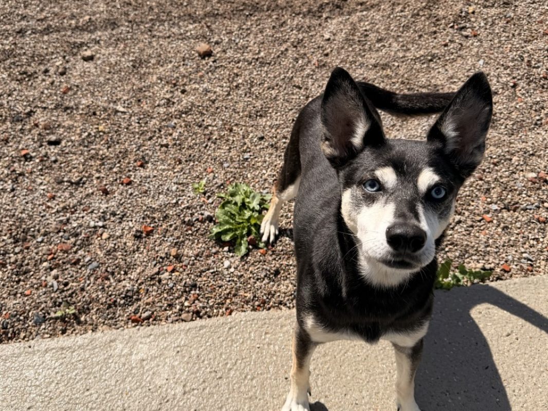 Meo - Chien à adopter