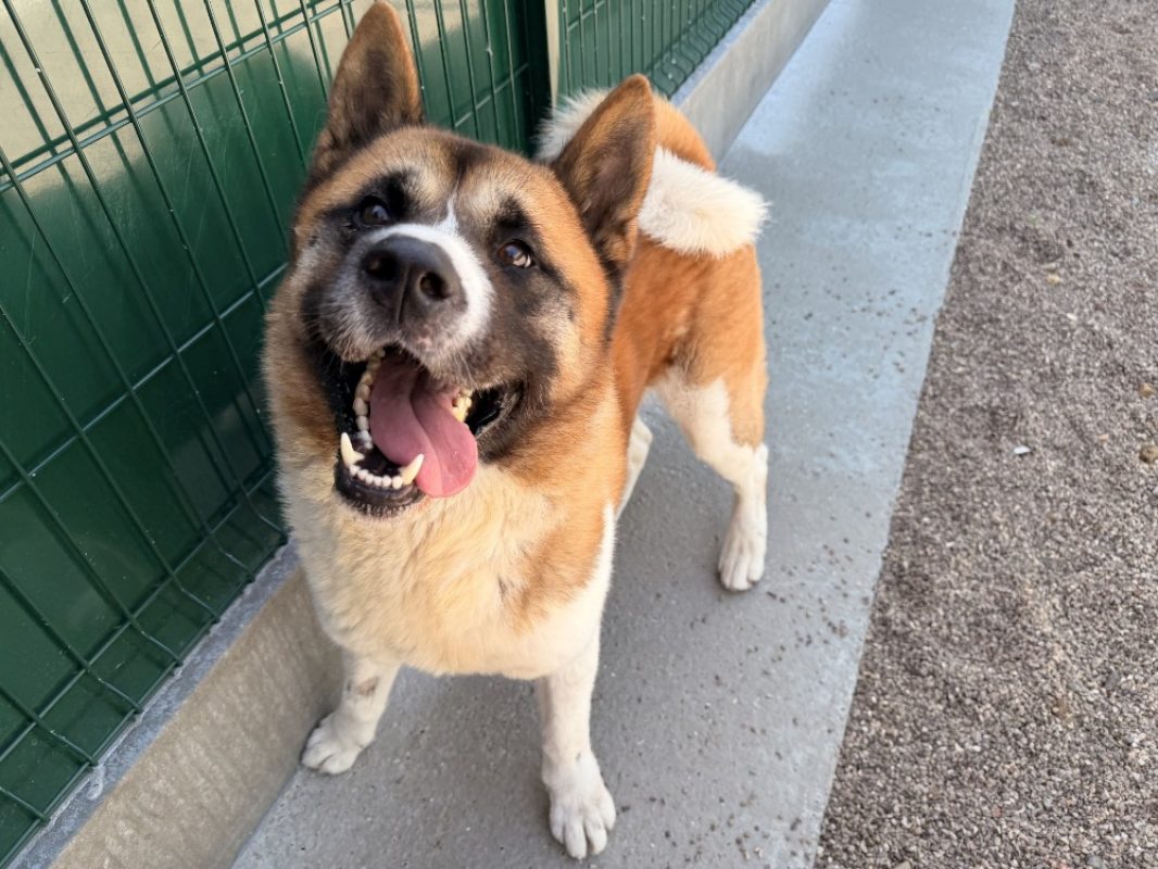 Ita - Chien à adopter