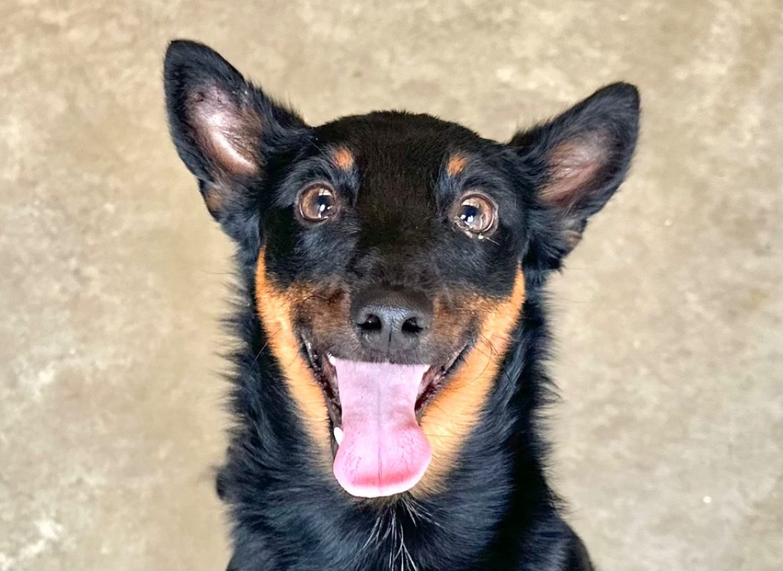 Blisto - Chien Pinscher Nain à adopter