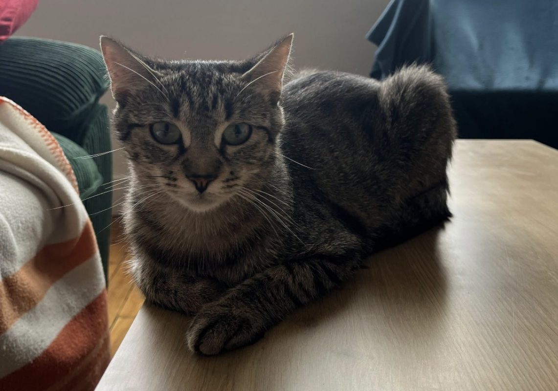 Qloty - Chat Européen à adopter