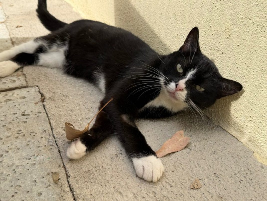 Kimy - Chat Européen à adopter