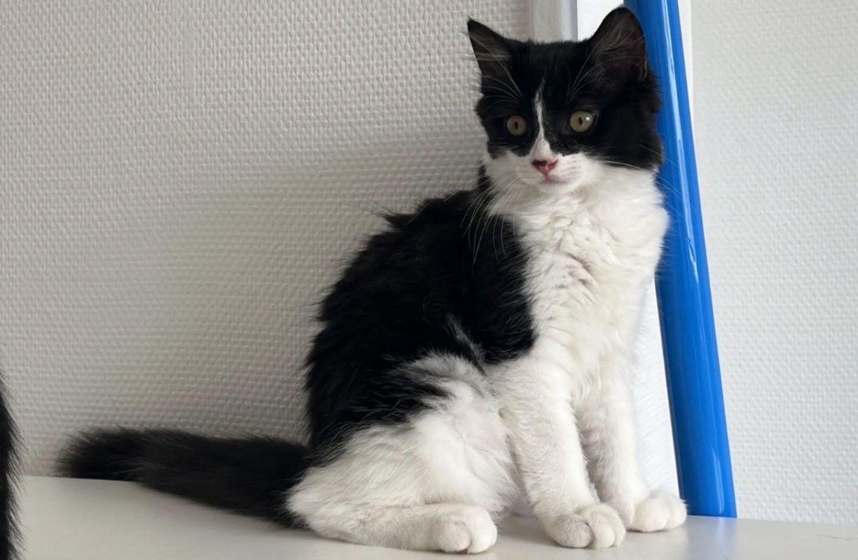 Qlotinou - Chat Européen à adopter