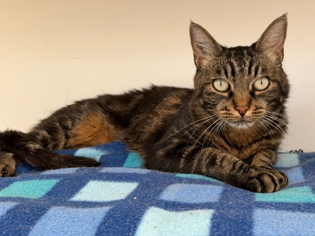 Missele - Chat Européen à adopter