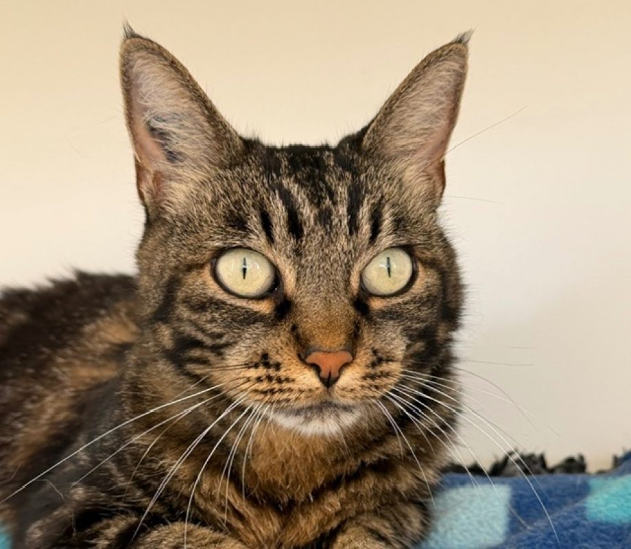 Missele - Chat Européen à adopter - photo 2