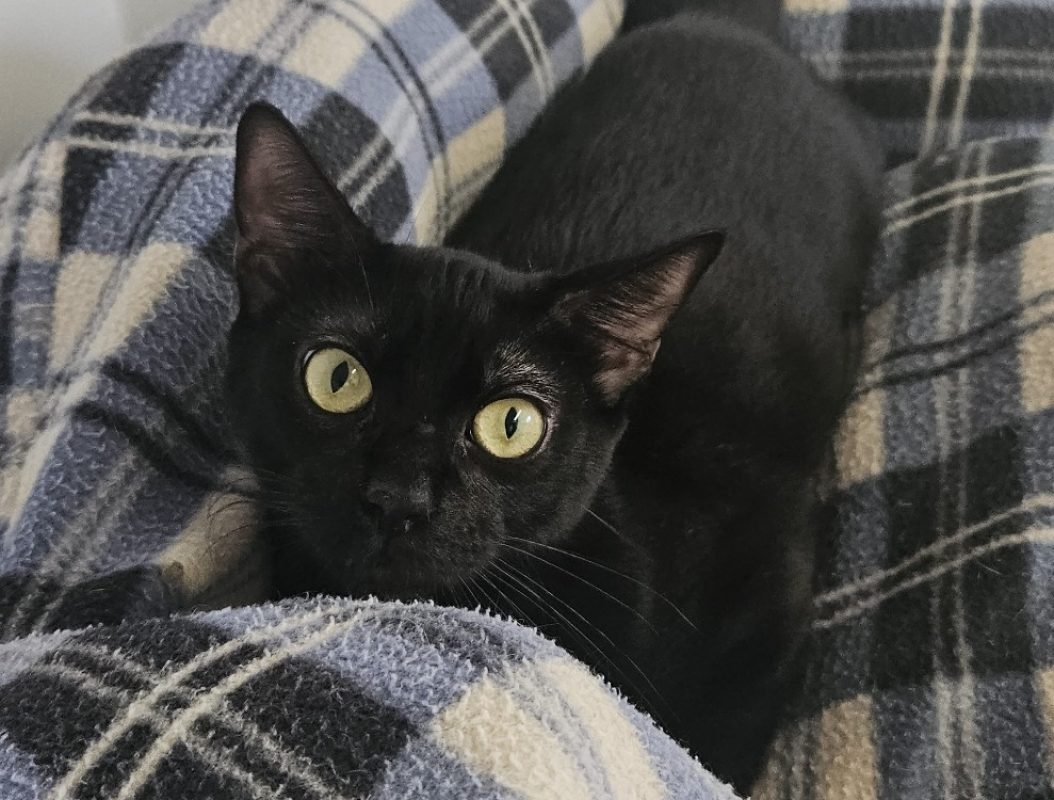 Elton - Chat Européen à adopter