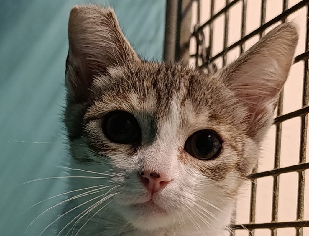 Polybe - Chat Européen à adopter