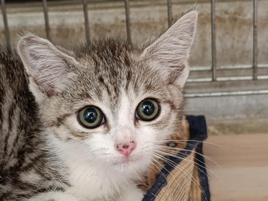 Polybe - Chat Européen à adopter - photo 2