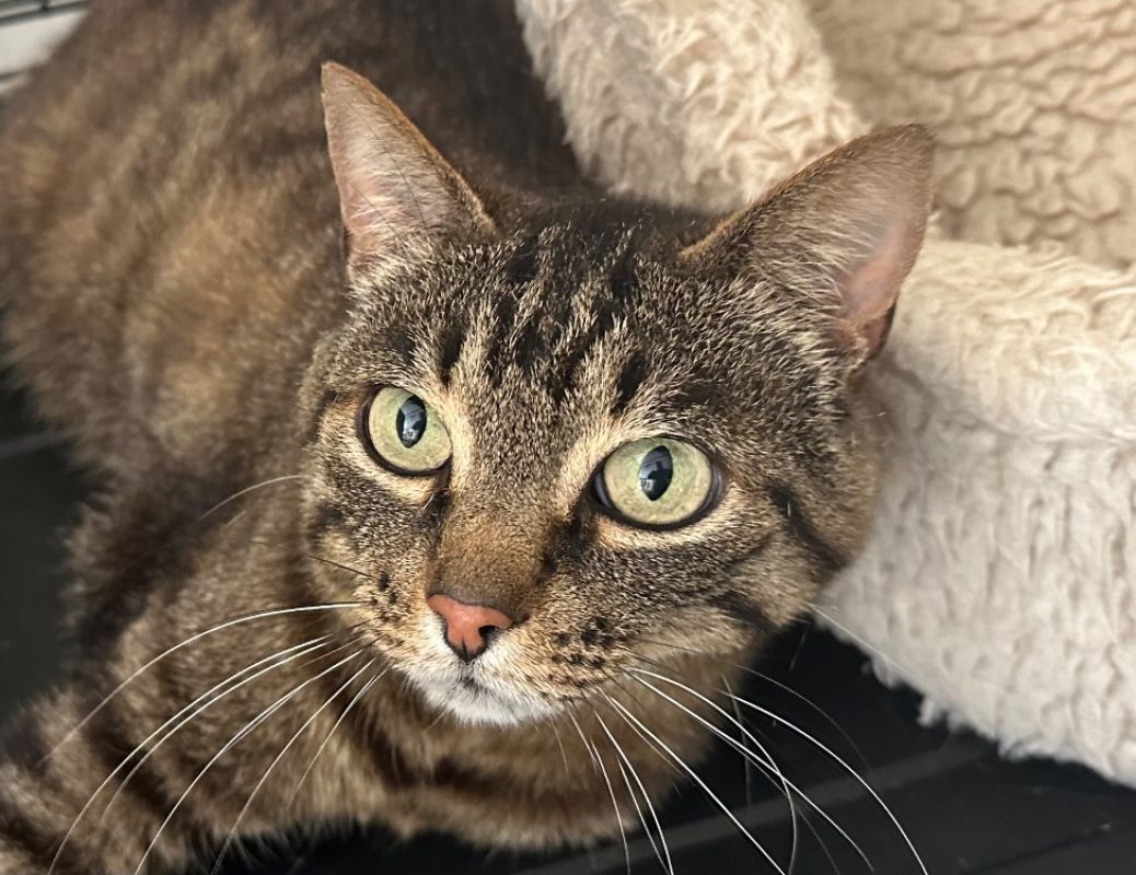 Magdalena - Chat Européen à adopter
