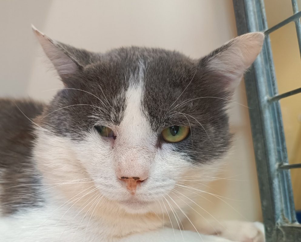 Ichabod - Chat à adopter