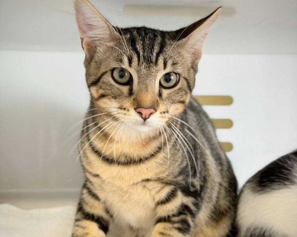 Cruz - Chat Européen à adopter