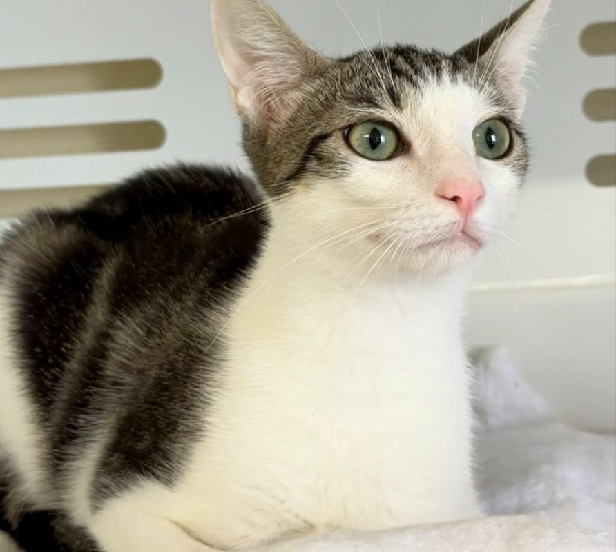 Eve - Chat Européen à adopter