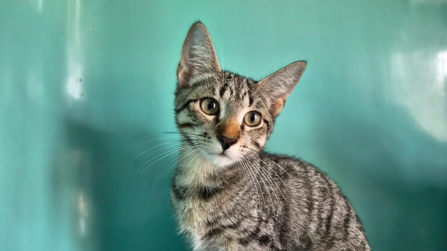 Newton - Chat Européen à adopter