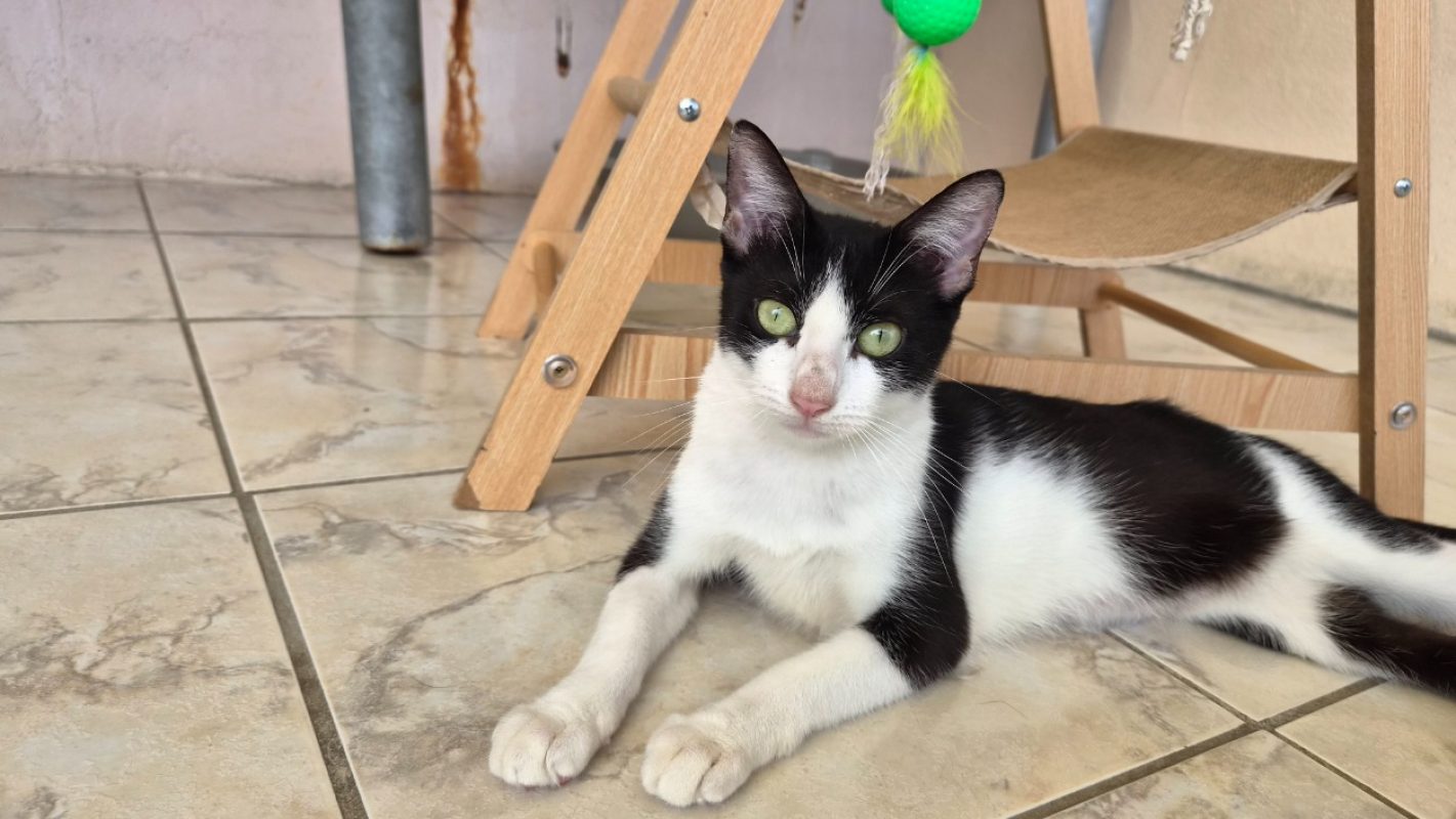 Brigette - Chat Européen à adopter