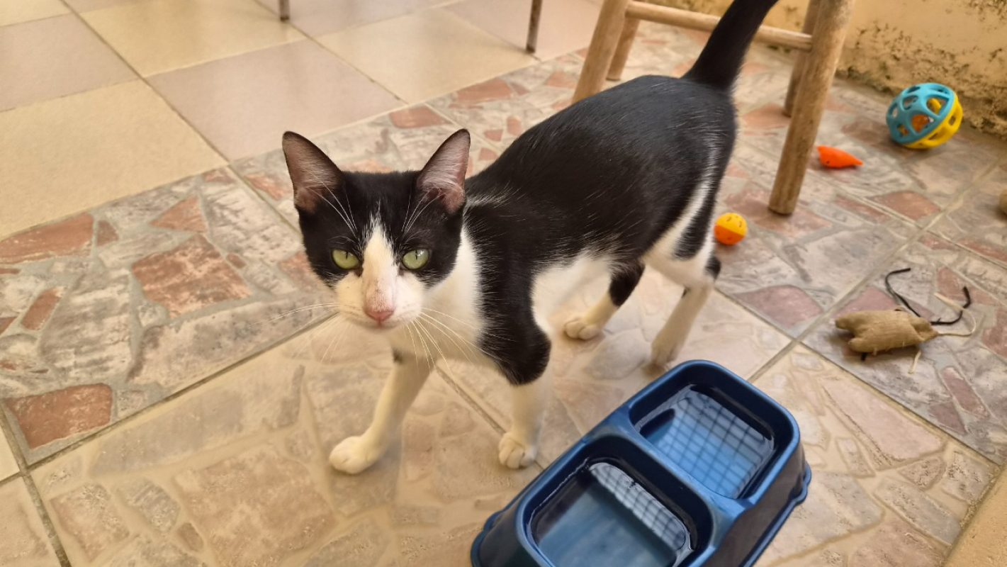 Brigette - Chat Européen à adopter - photo 2
